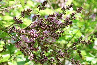 Syringa x henryi - šeřík henryův - poupata